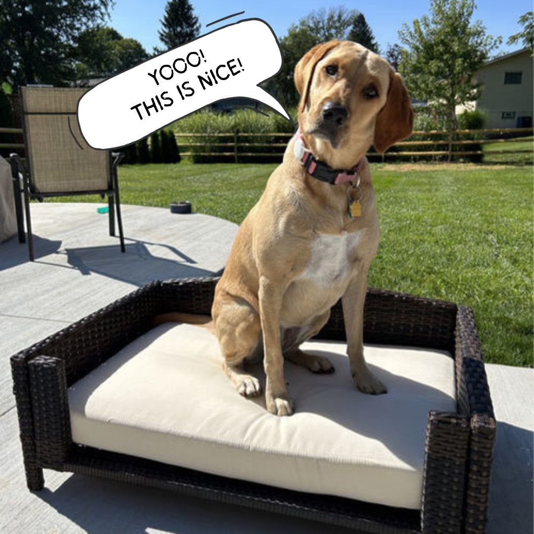 Rattan Rectangular Pet Sofa