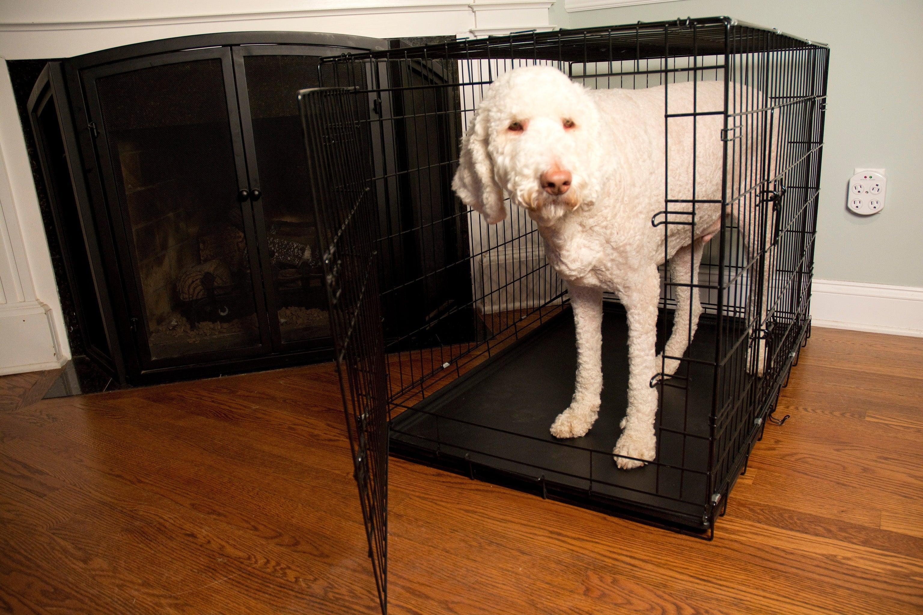 Foldable Double Door Pet Training Crate with Divider