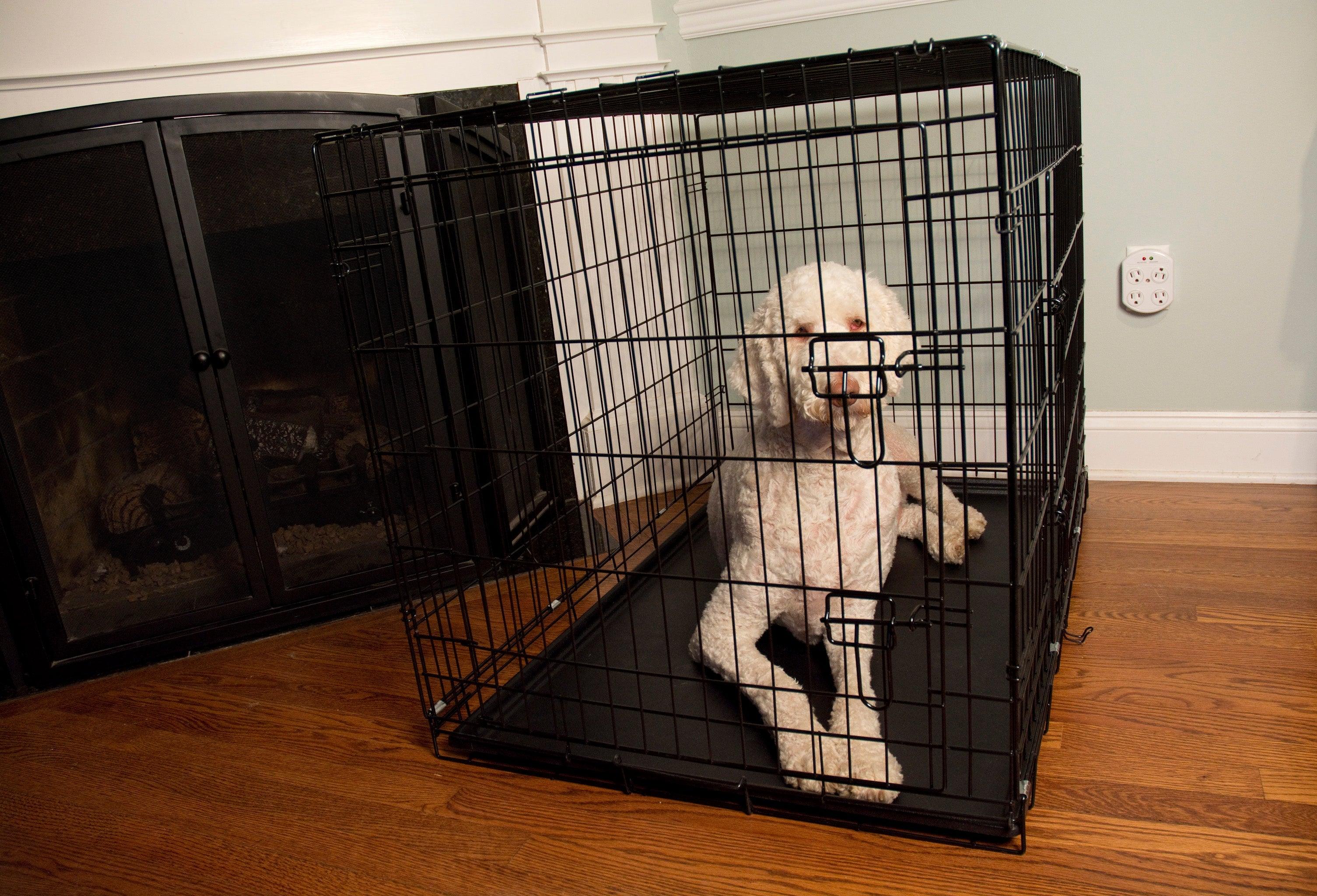 Foldable Double Door Pet Training Crate with Divider