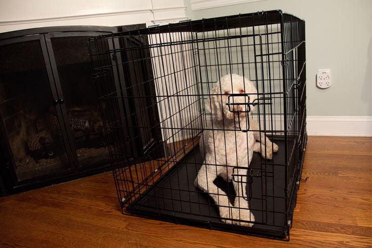 Foldable Double Door Pet Training Crate with Divider