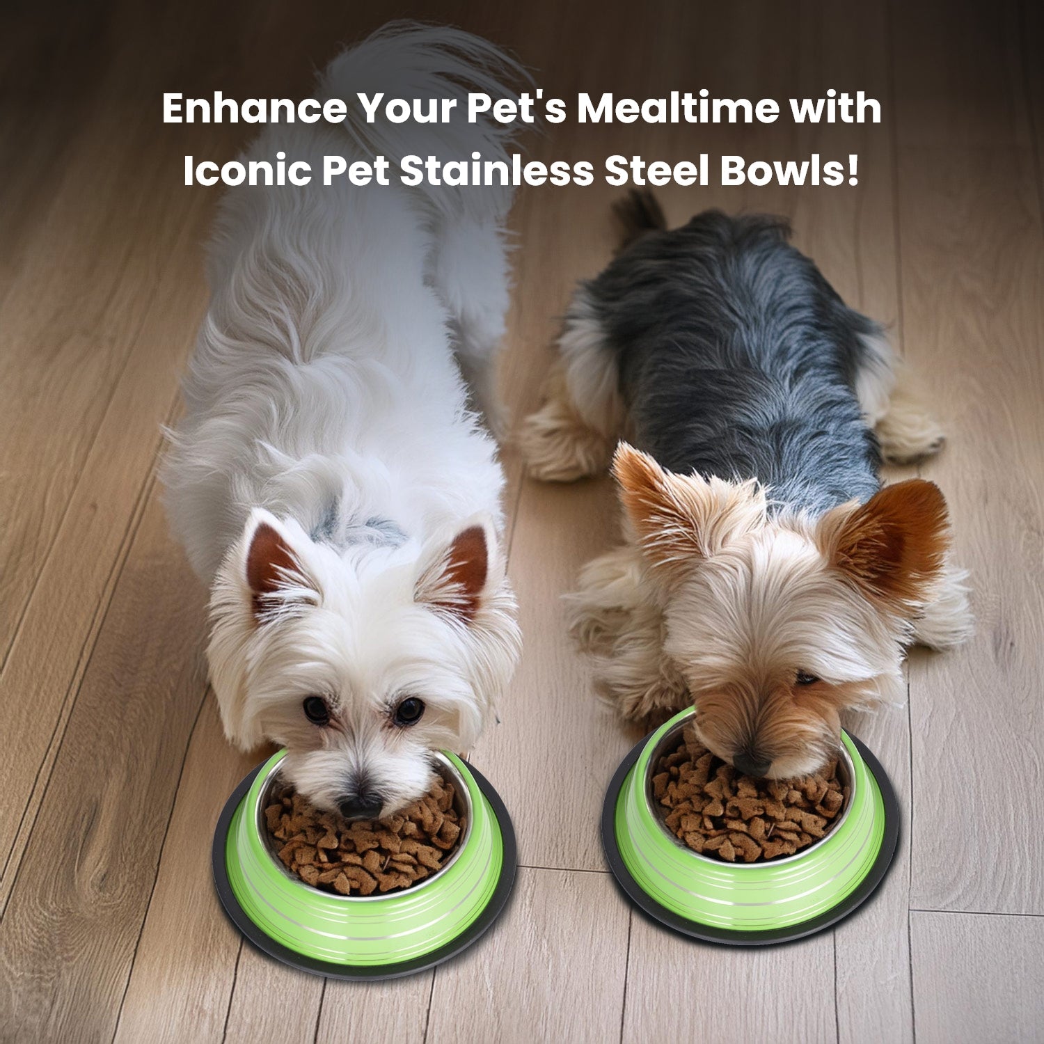 2 Pack Color Splash Stripe Non-Skid Pet Bowl for Dog or Cat