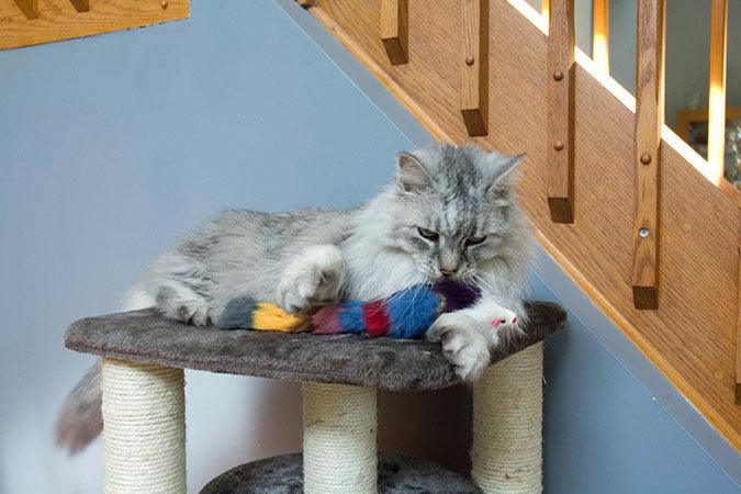 Set of Two Fur Weasel Toys (one Brown/White and one Multi-colored)